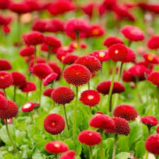 Product: Daisy (Bellis perennis)